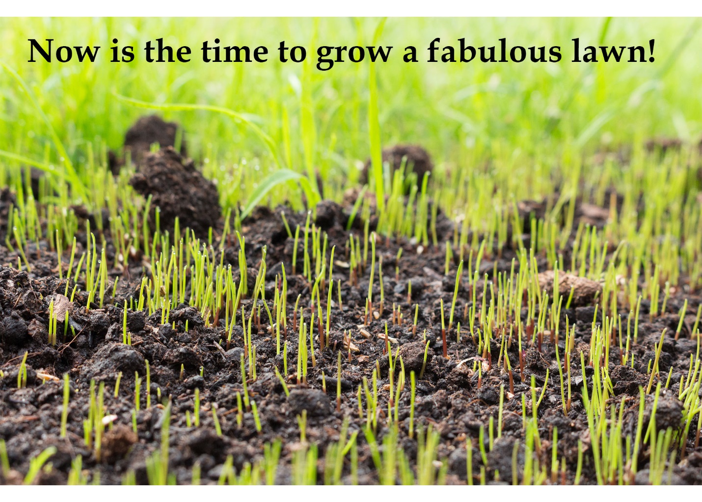 What’s the Best Way to Water New Grass